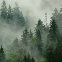Alpine Forest-Альпийский Лес